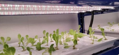 中农富兴精品案例 开封爱思嘉农业嘉年华植物工厂组培室花卉项目