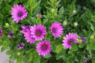 花卉盆景种植 艺术与自然的完美融合