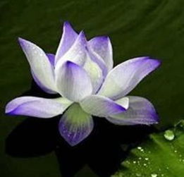 夏日清荷入轩窗——花之轩荷花盆景选购与养护指南