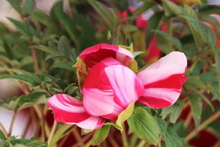 景山偶遇 盆景之韵，方寸间的自然华章