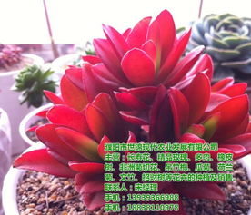 安阳地区种苗与盆景企业名录及资源指南