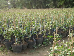 走进花卉世界网 探访广东省江门市新会苗木场的花卉产品展示