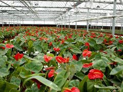 家彬温室大棚 您的高品质花卉大棚供应专家与盆景种植伙伴