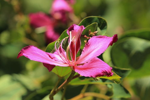花卉摄影入门指南 如何用镜头捕捉花朵的美丽