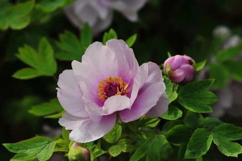 丹城香韵 花卉摄影与盆景种植的艺术交融