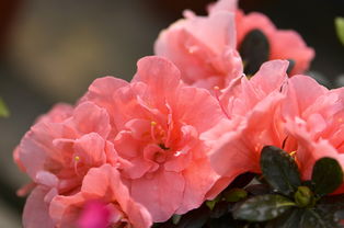 花卉 自然之美的璀璨绽放