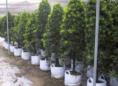 潍坊优惠植树袋与天津厂家产品图片全解析——青州万通花卉用品经销处助您盆景种植无忧