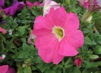 丽颖花卉 扎根青州，绽放全国——山东草花基地的专业供应之路