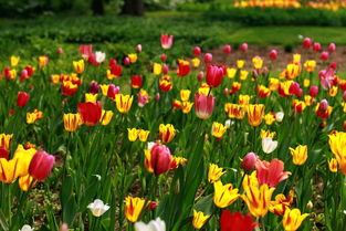 花卉盆景种植 方寸之间的自然艺术与心灵修行