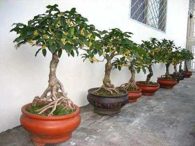盆景桂花的种植与养护技巧