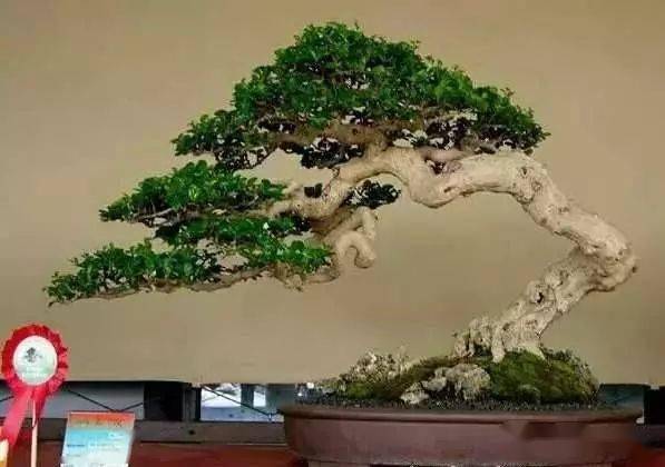 大树盆景移植高成活率的根基 掌握水分与根系的原理