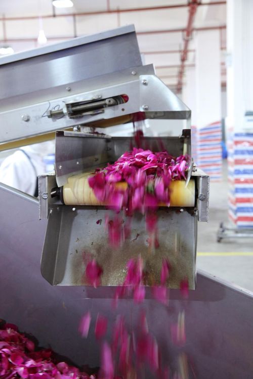 全面革新 嘉华食品花工厂技术升级与盆景种植新篇章