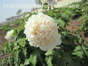 精品牡丹热卖促销 价格、厂家与供应商全解析