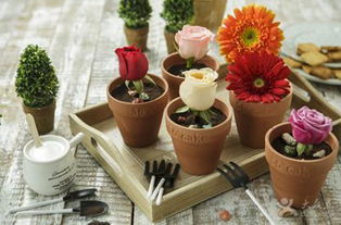 56cake加盟费及盆景种植加盟指南